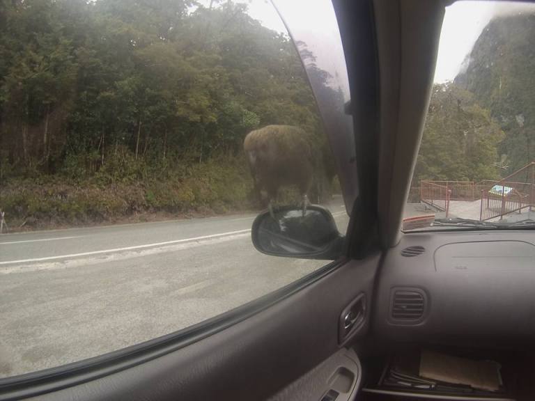 12038087_786306454001_2826341690498003405_n