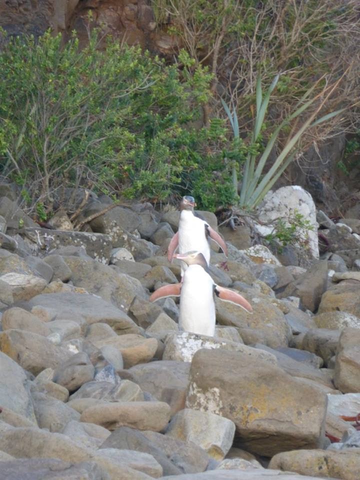 12239558_10156319340125492_7070623877462978643_n