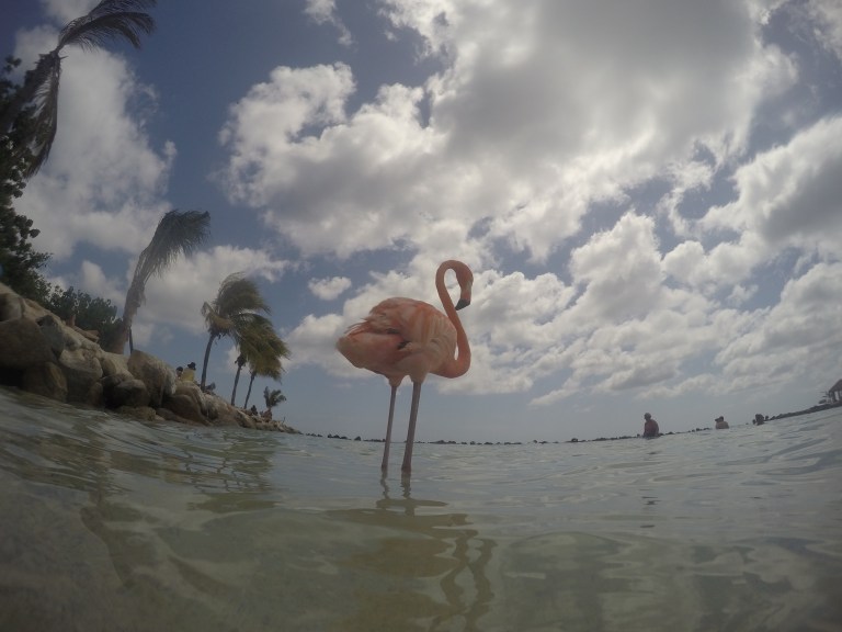 DCIM100GOPROGOPR0138.