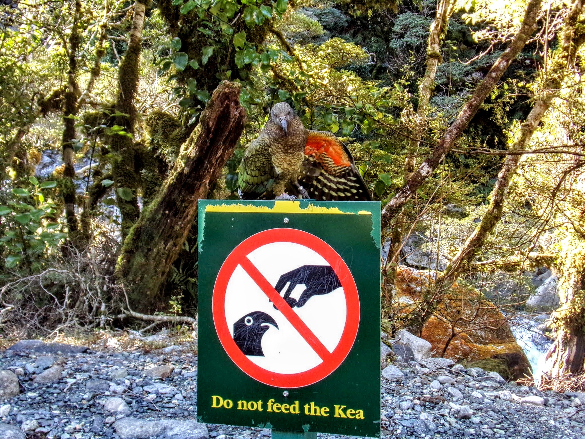Kea Birds are the Natural Predator to Rental Cars – Team Strawberry ...